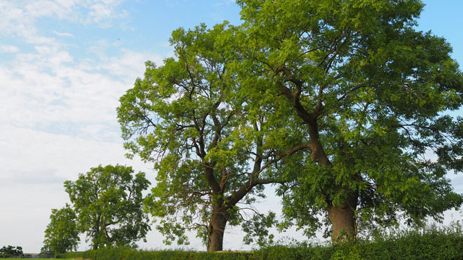 Des arbres en ligne, ici une haie de frênes