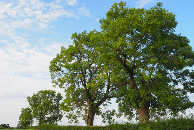 Arbres en ligne - Je ne puis regarder une feuille d’arbre sans être écrasé par l’univers.